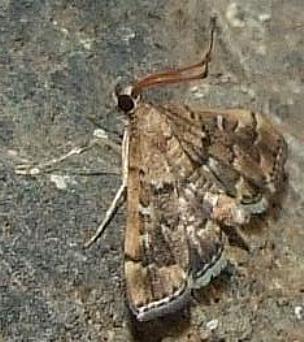 Nacoleia rhoeoalis