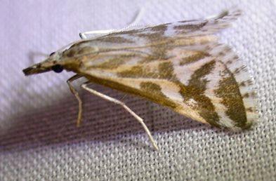 Sedenia rupalis