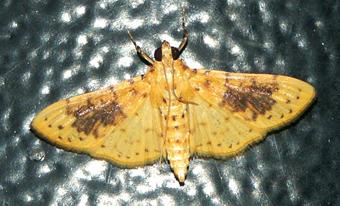 Conogethes semifascialis