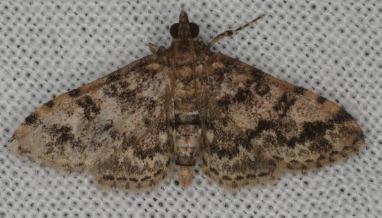 Metasia spilocrossa