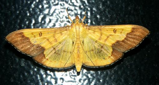 Meroctena staintonii