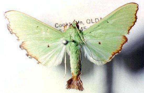 Parotis suralis