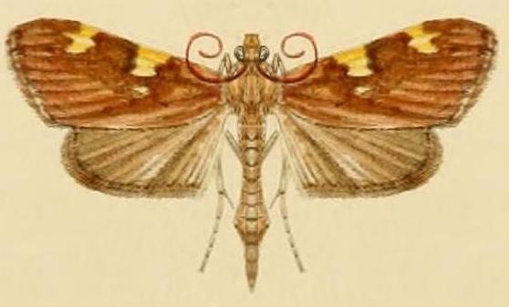 Rehimena surusalis