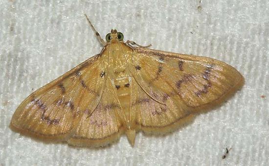 Pleuroptya symphonodes