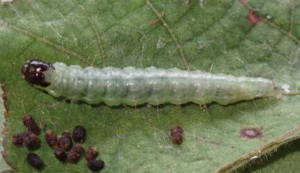 Conogethes tharsalea