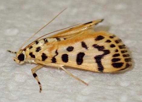 Conogethes tharsalea