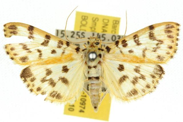 Conogethes tharsalea