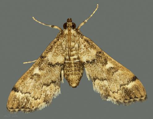 Metasia tiasalis