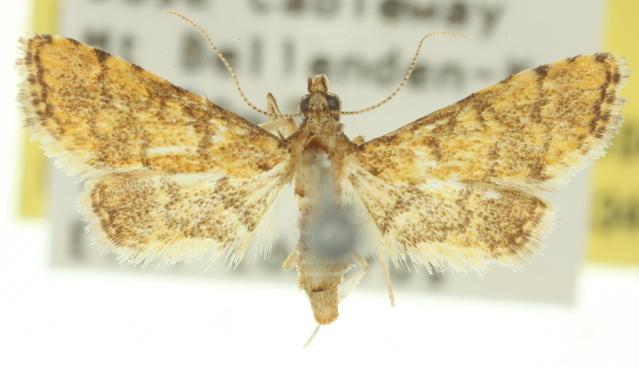 Metasia tiasalis