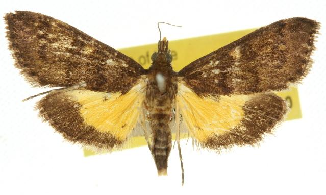 Eurybela trophoessa