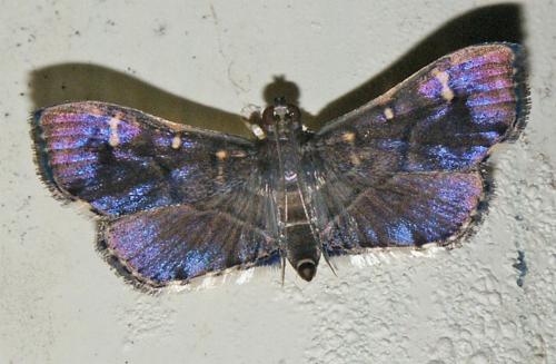 Tabidia truncatalis
