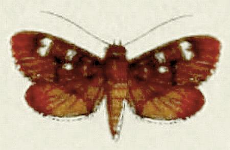 Tabidia truncatalis