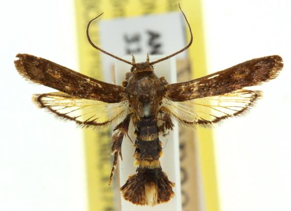 Dolophrosynella balteata