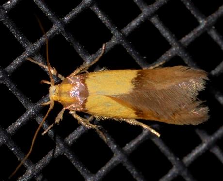 Stathmopoda callichrysa