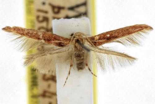 Stathmopoda cephalaea