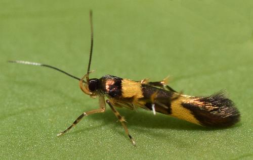 Aeoloscelis chrysophoenicea