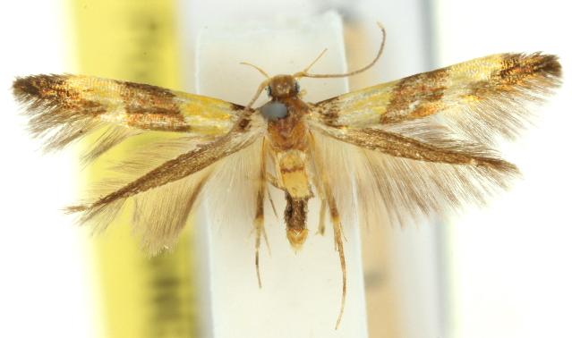 Aeoloscelis chrysophoenicea