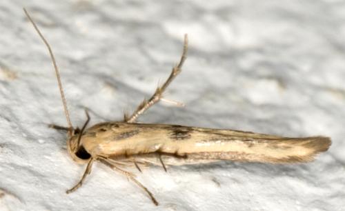 Stathmopoda hyposcia