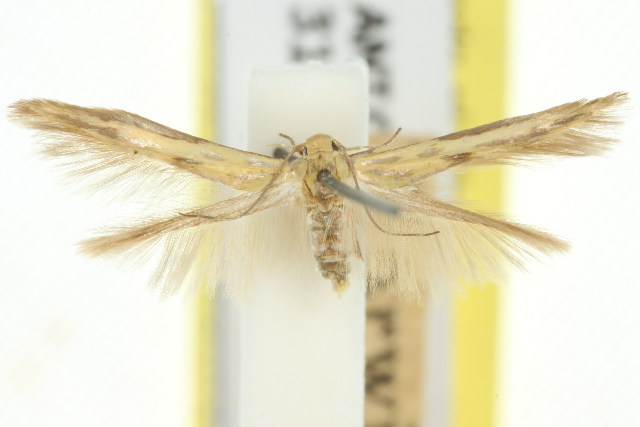 Stathmopoda hyposcia