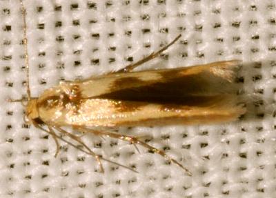 Stathmopoda lethonoa