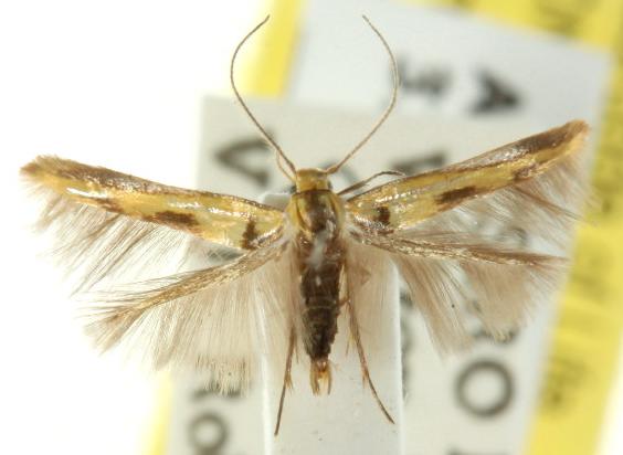 Stathmopoda lethonoa