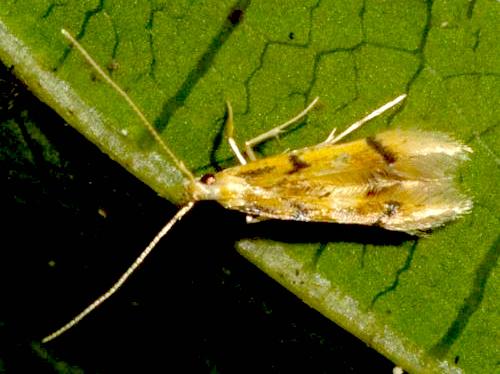 Idioglossa metallochrysa