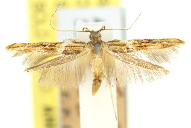 Ethirastis sideraula