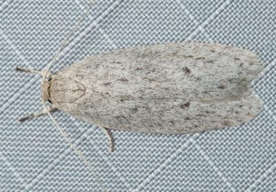 Agriophara cinderella