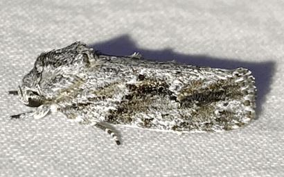 Agriophara confertella