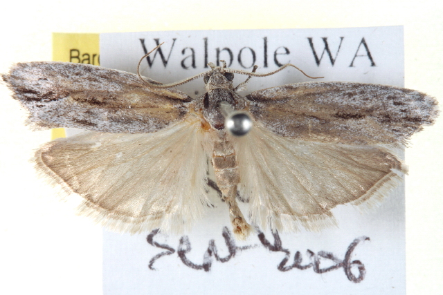 Agriophara discobola