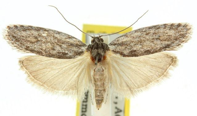 Agriophara dyscapna