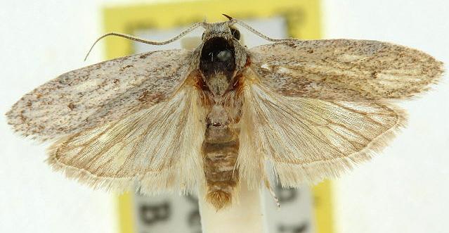 Phylomictis eclecta