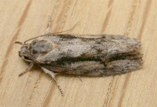 Agriophara leptosemela