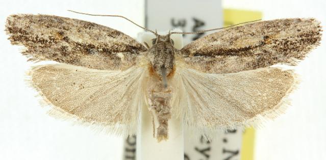 Agriophara leptosemela