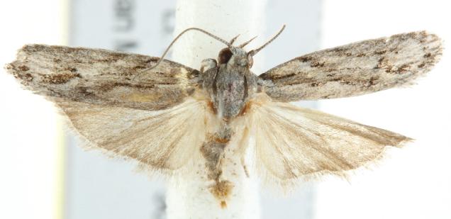 Agriophara levis