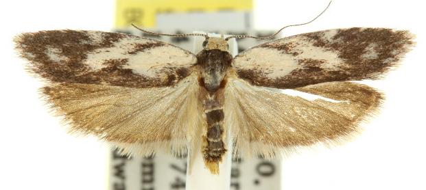 Phylomictis maligna
