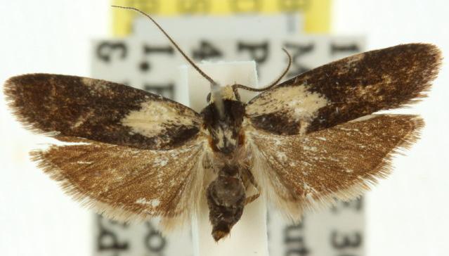 Phylomictis maligna