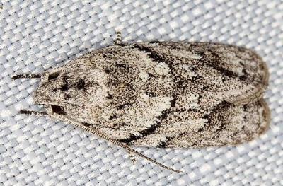 Agriophara plagiosema