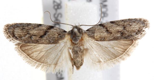 Agriophara plagiosema