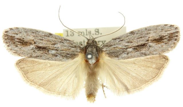 Agriophara platyscia