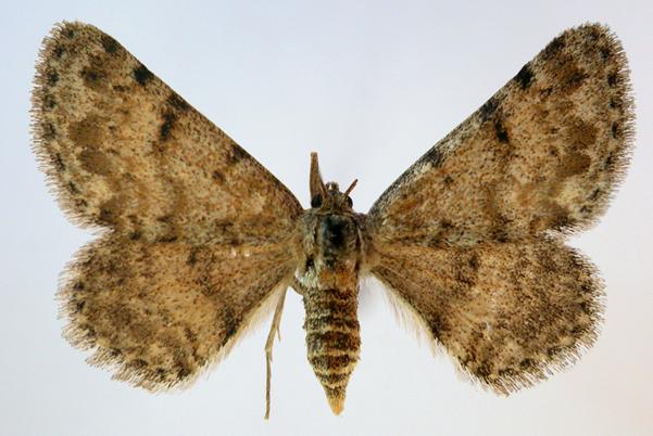 Scopula achroa