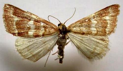 Notiosterrha aglaodesma