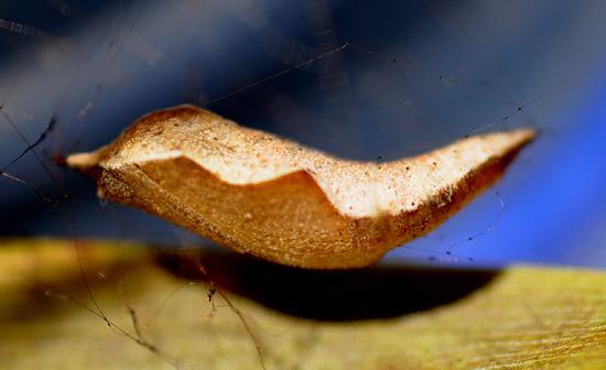 Traminda aventiaria