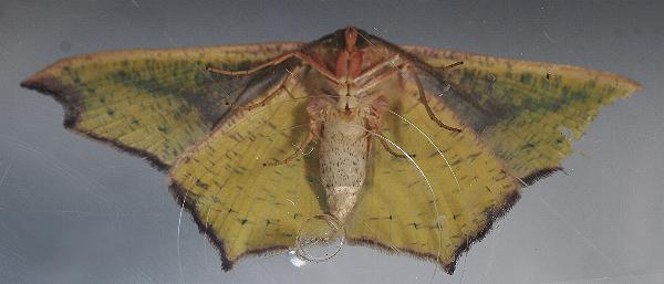 Traminda aventiaria