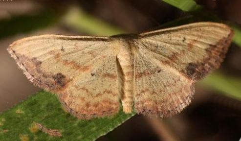 Scopula caesaria