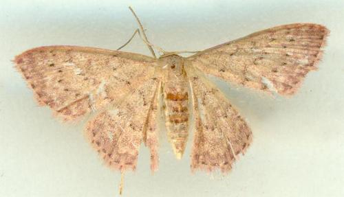 Idaea crinipes