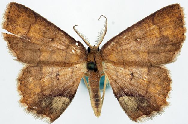 Chrysocraspeda cyphosticha