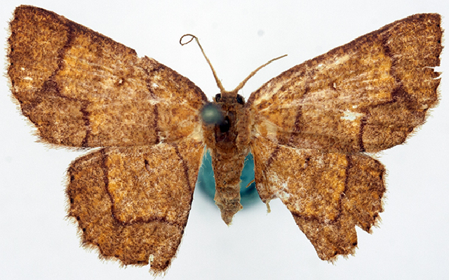 Chrysocraspeda cyphosticha