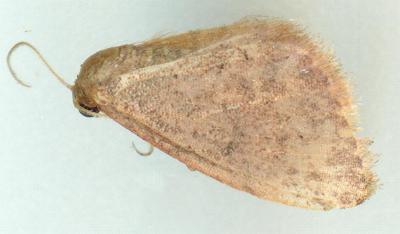 Idaea dasypus