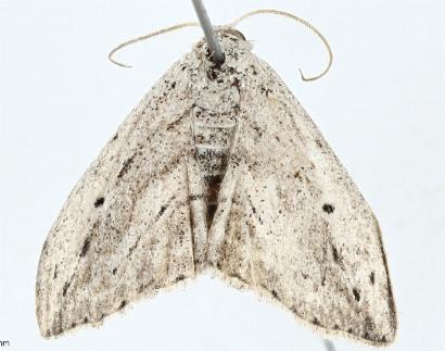 Scopula desita